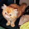 Red Tabby CPC Persian female 12 week old kitten October 1st