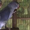 Young Indian Ringnecks