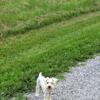 Papered female schnauzer puppy