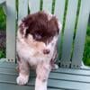 AKC Australian Shepherds