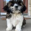 AKC Adorable Shih Tzu puppies