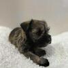 Adorable Mini Schnauzer Puppies