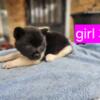 American akita pups with shots