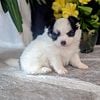 White with Black Spots Pomchi