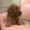 Akc Golden retrievers