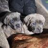 Cane corso puppies ready to go