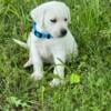 AKC white lab puppies