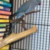 Gorgeous Blue Indian Ringneck needs forever home