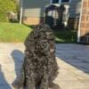 Standard poodle pup