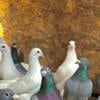 PIGEONS FOR SALE