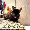 Super Tame Chinchilla 