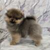 AKC CH Sired Pomeranian Puppy ~Blanche