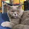 British Shorthair Male