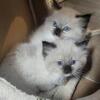 Tica registered ragdoll kittens