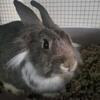 Adorable 1 year old Rabbit!