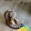 Bengal kitten with high glitter and rosettes