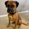 rottweiler / boxer shepherd mix dog 3 year old male 