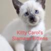 Siamese Kittens CFA Registered