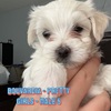 Maltese puppies