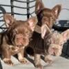 French bulldog puppies