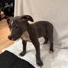 PUREBRED XL AMERICAN BULLY PUPPY - last female!! Last chance!!