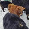 Jersey/Angus Steer calves $1500