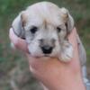 Minature Schnauzer Puppies