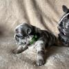 French Bulldog Puppies DOB 05/24/2026