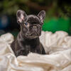 French Bulldog Puppies