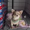Male chihuahua looking for new home
