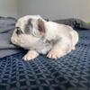 Frenchie puppies