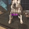 Purebred American pitbulls looking for their forever home these pups are very lovable