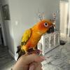 Need a New Home for Sun Conure Bird