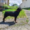 Rottweiler stud service available - Not for Sale