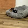 Female Beagle