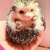 Hedgehogs- Pickup available in the Chesapeake VA or Elizabeth City NC