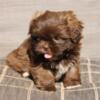 Quality CKC Shih Tzu Puppies Variety of colors & Patterns Chocolates & Parties