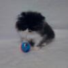 Black/white Persian female