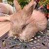 Pedigree English Angora Rabbit Buck baby