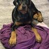 “Purebred Doberman Pinscher Puppies – Ready for Loving Homes”