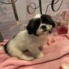 Shih Tzu Female (Indialantic) $1000