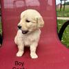 Golden retriever puppies