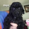 Toy Poodle puppies Benton Kentucky 42025