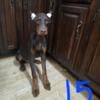 100 % European Doberman pinschers puppies