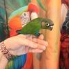 Green Cheek Conure Babies