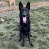 female black german shepherd