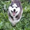 happyhuskies.com - 1 year old Siberian Huskies Available