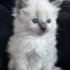 ragdoll kittens