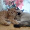 Beautiful Regdoll & Persian kitten girl, orange and creamy Boys