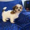 Shih tzu puppies 